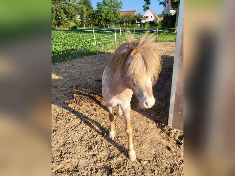 Poneys Shetland Croisé Étalon 5 Ans 110 cm Aubère in Kandel