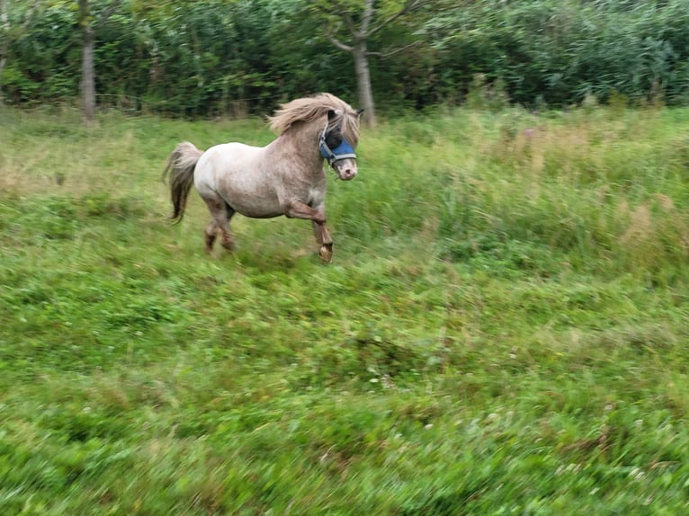 Poneys Shetland Croisé Étalon 5 Ans 110 cm Aubère in Kandel