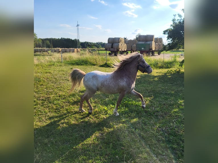 Poneys Shetland Croisé Étalon 5 Ans 110 cm Aubère in Kandel