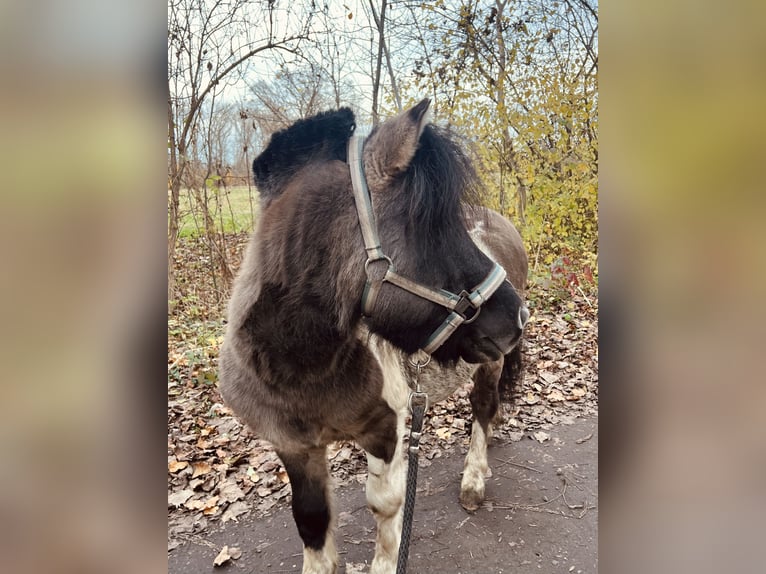 Poneys Shetland Étalon 5 Ans 110 cm  in Dieskau