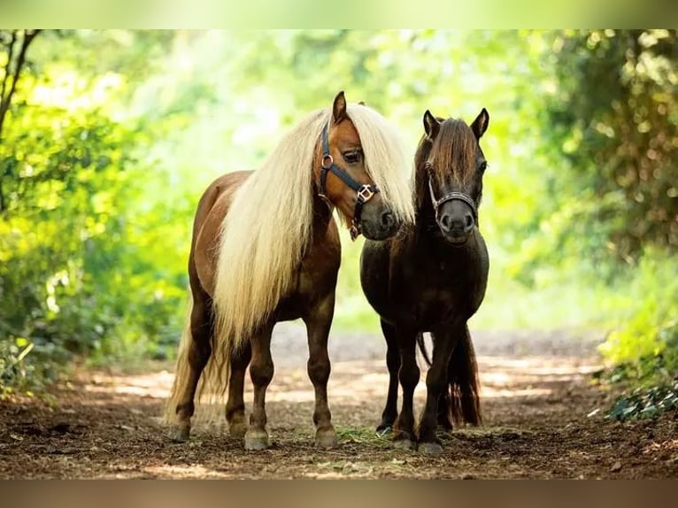 Poneys Shetland Étalon 5 Ans 80 cm Noir in Frohnleiten