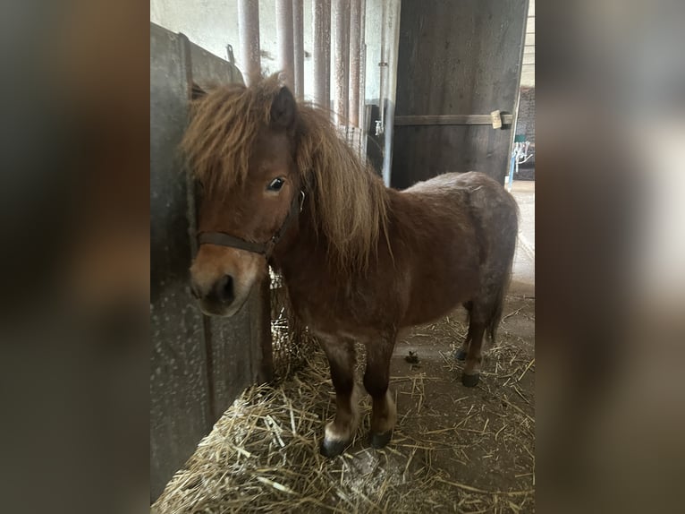 Poneys Shetland Croisé Étalon 5 Ans 90 cm Alezan brûlé in Kaltohmfeld
