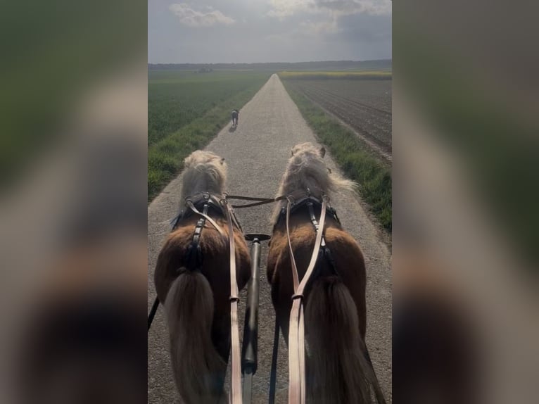 Poneys Shetland Étalon 5 Ans  in Geldersheim