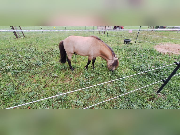 Poneys Shetland Étalon 6 Ans 100 cm Buckskin in Gunzenhausen