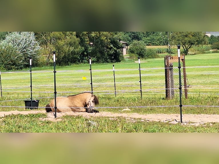 Poneys Shetland Étalon 6 Ans 100 cm Buckskin in Gunzenhausen