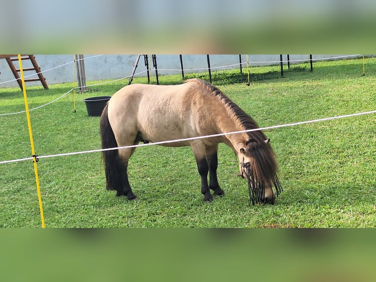 Poneys Shetland Étalon 6 Ans 100 cm Buckskin in Gunzenhausen