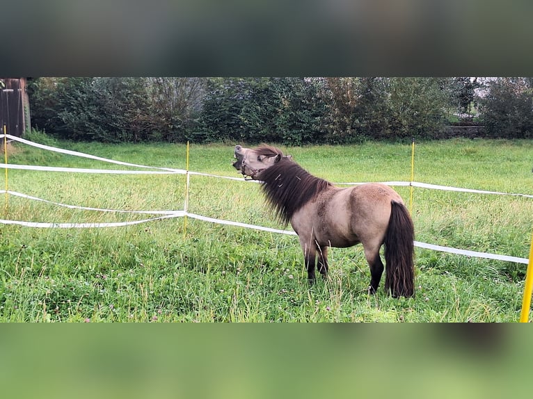 Poneys Shetland Étalon 6 Ans 100 cm Buckskin in Gunzenhausen