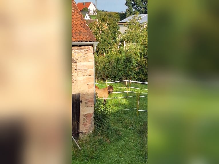 Poneys Shetland Étalon 6 Ans 100 cm Buckskin in Gunzenhausen