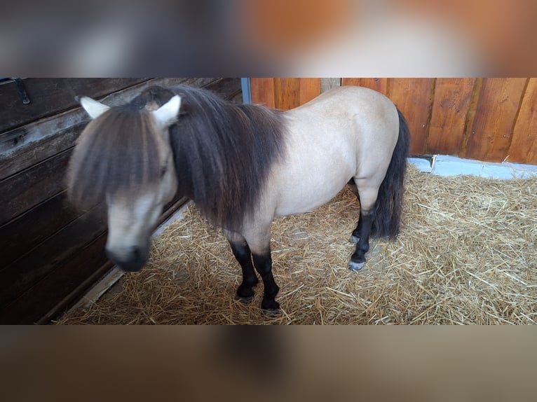 Poneys Shetland Étalon 6 Ans 100 cm Buckskin in Gunzenhausen