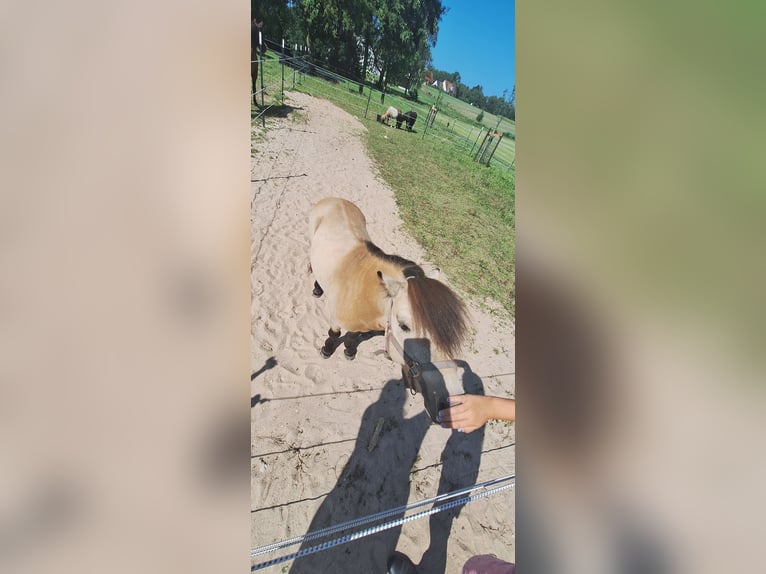 Poneys Shetland Étalon 6 Ans 100 cm Buckskin in Gunzenhausen