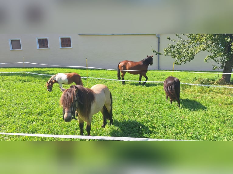 Poneys Shetland Étalon 6 Ans 100 cm Buckskin in Gunzenhausen