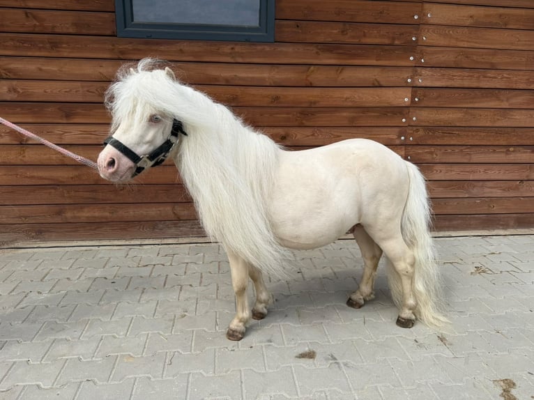 Poneys Shetland Étalon 6 Ans 82 cm Cremello in Rzęskowo
