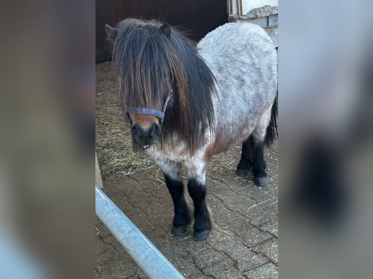Poneys Shetland Étalon 6 Ans 85 cm Peut devenir gris in Singen