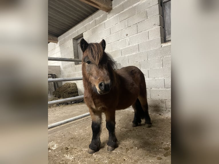Poneys Shetland Étalon 6 Ans 87 cm Bai in Saint oulph