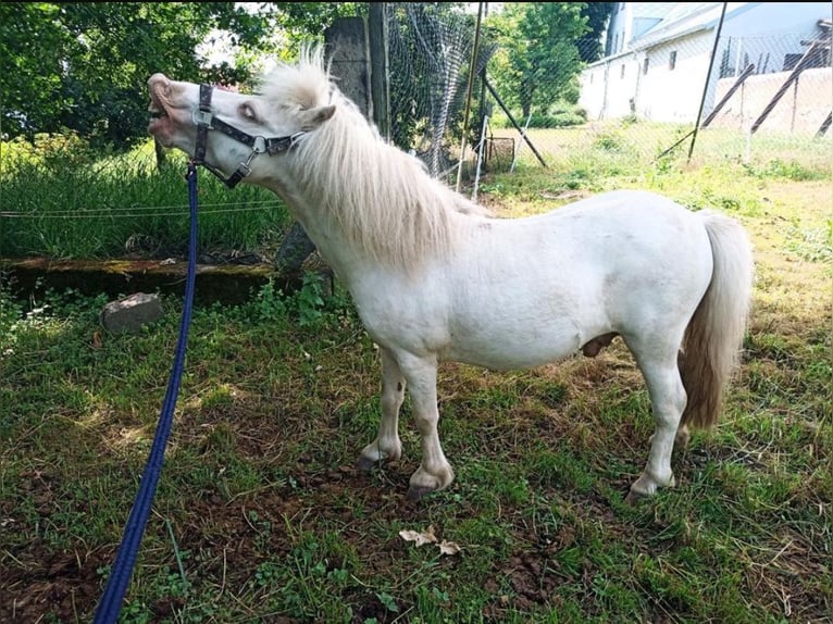 Poneys Shetland Étalon 6 Ans 97 cm Cremello in Mügeln