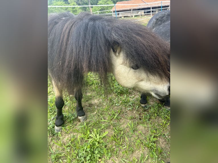Poneys Shetland Étalon 8 Ans 100 cm Buckskin in Kirchberg an der Raab