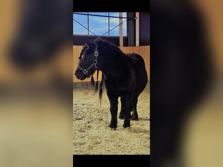 Poneys Shetland Étalon 8 Ans 102 cm Noir in Tann