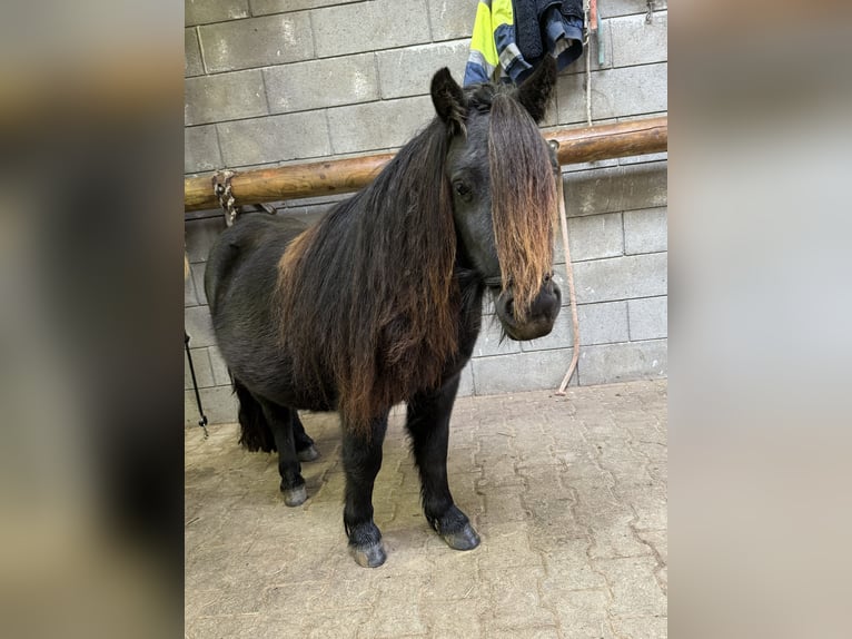 Poneys Shetland Étalon 8 Ans 105 cm Pinto in Daleiden