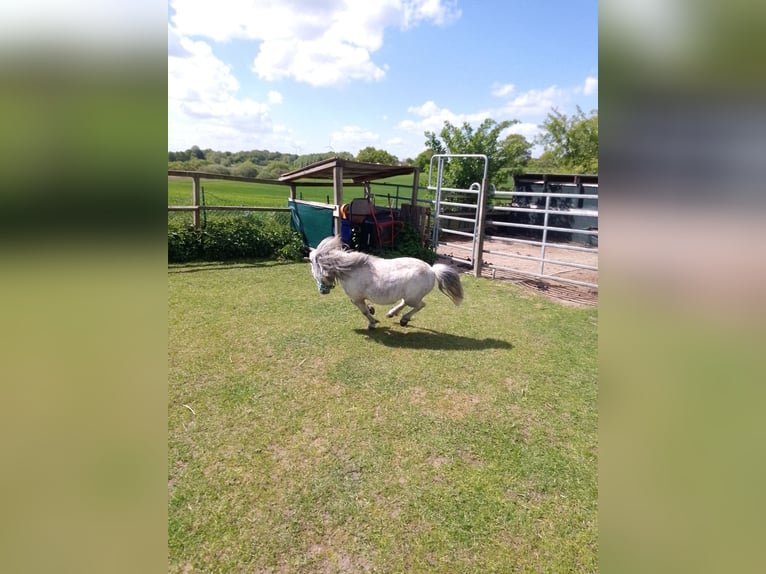 Poneys Shetland Étalon 8 Ans 86 cm Gris noir in Scharbeutz