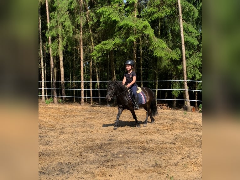 Poneys Shetland Croisé Étalon 9 Ans 120 cm Bai brun in Bremervörde