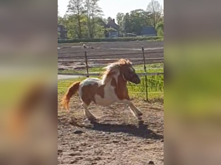 Poneys Shetland Étalon Alezan dun in Varrel