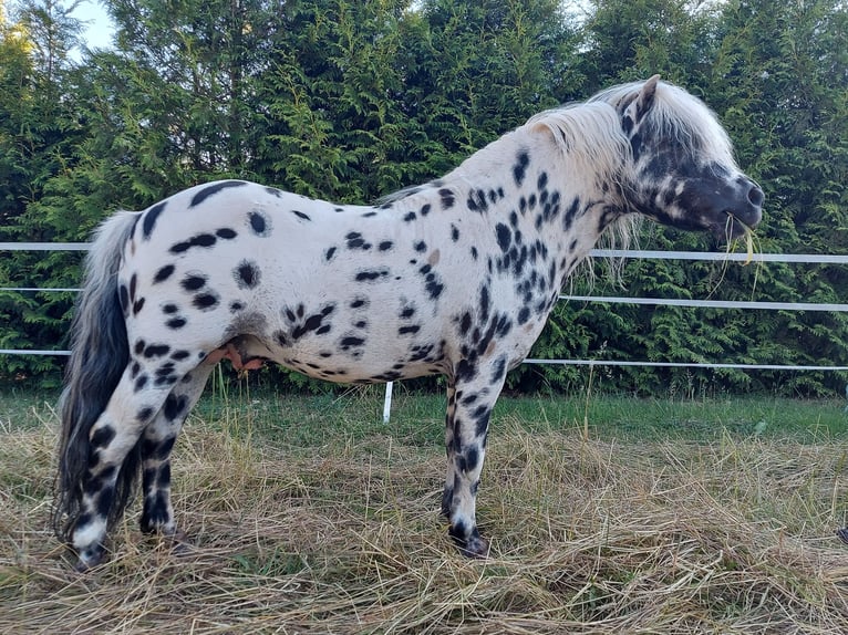 Poneys Shetland Étalon in Wabern
