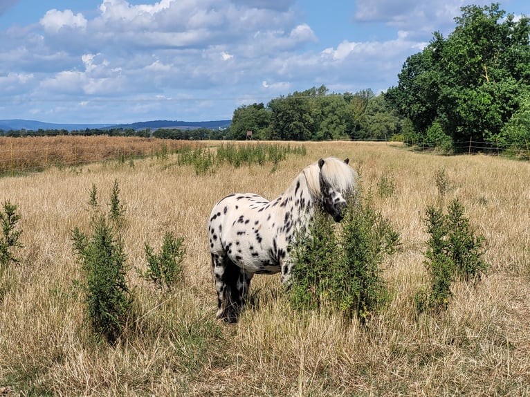 Poneys Shetland Étalon in Wabern