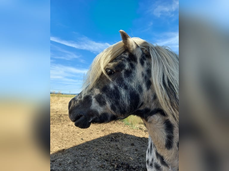 Poneys Shetland Étalon in Wabern