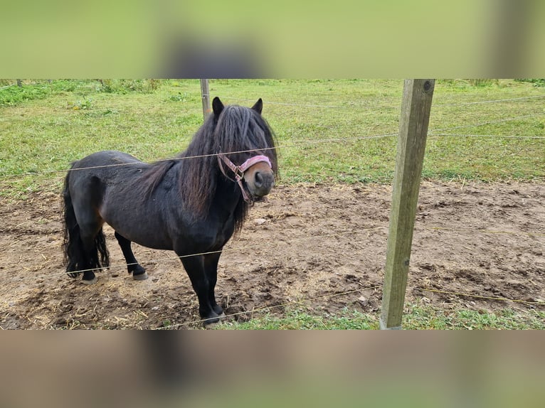 Poneys Shetland Étalon in Herzfelde