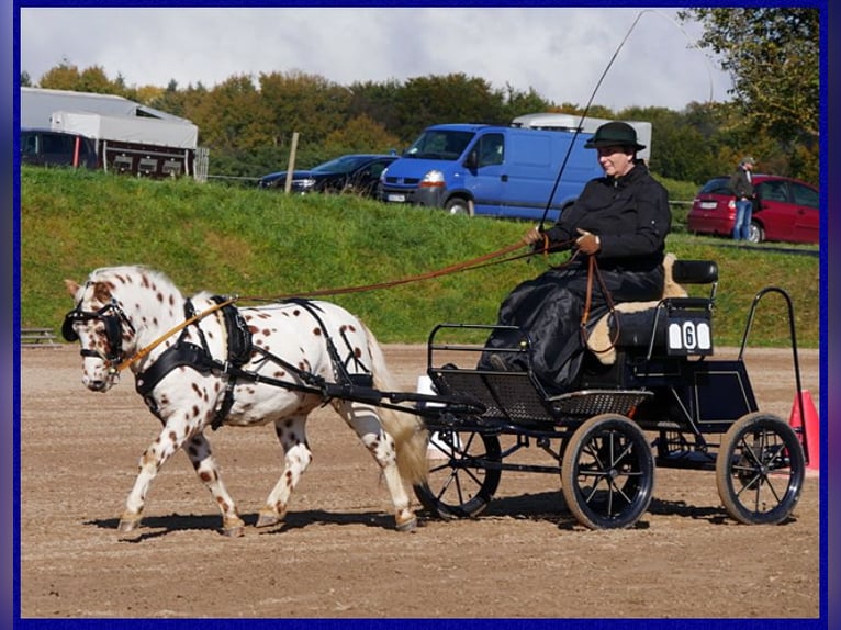 Poneys Shetland Étalon Léopard in Sulzberg