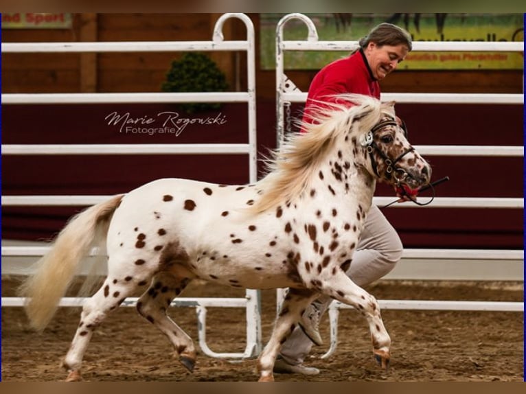 Poneys Shetland Étalon Léopard in Sulzberg