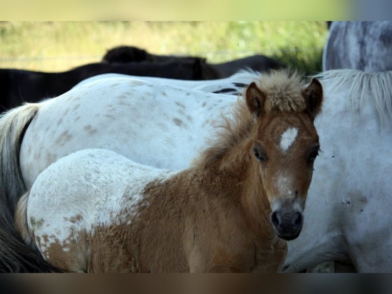 Poneys Shetland Étalon Léopard in Groß Molzahn