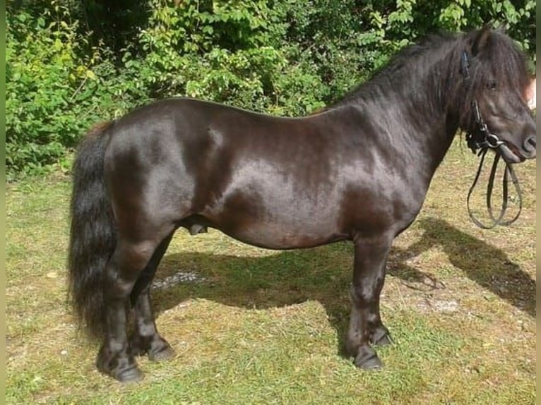 Poneys Shetland Étalon Noir in Eichstätt