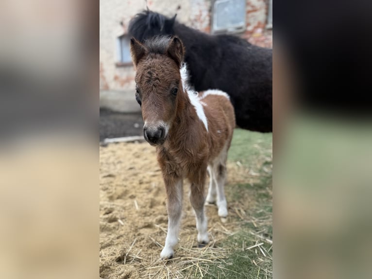 Poneys Shetland Étalon Noir in Kleinhelmsdorf