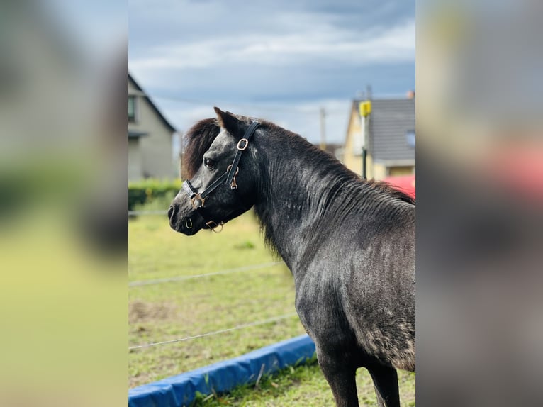 Poneys Shetland Étalon Noir in Kleinhelmsdorf