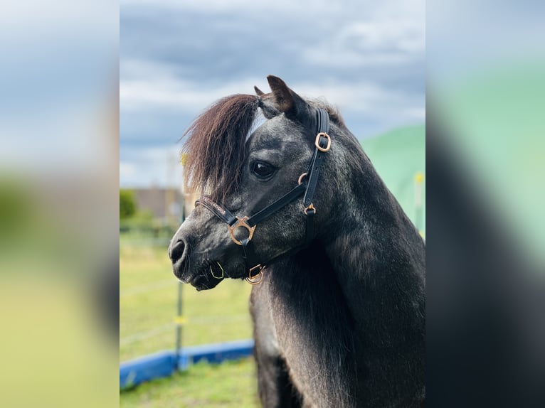 Poneys Shetland Étalon Noir in Kleinhelmsdorf