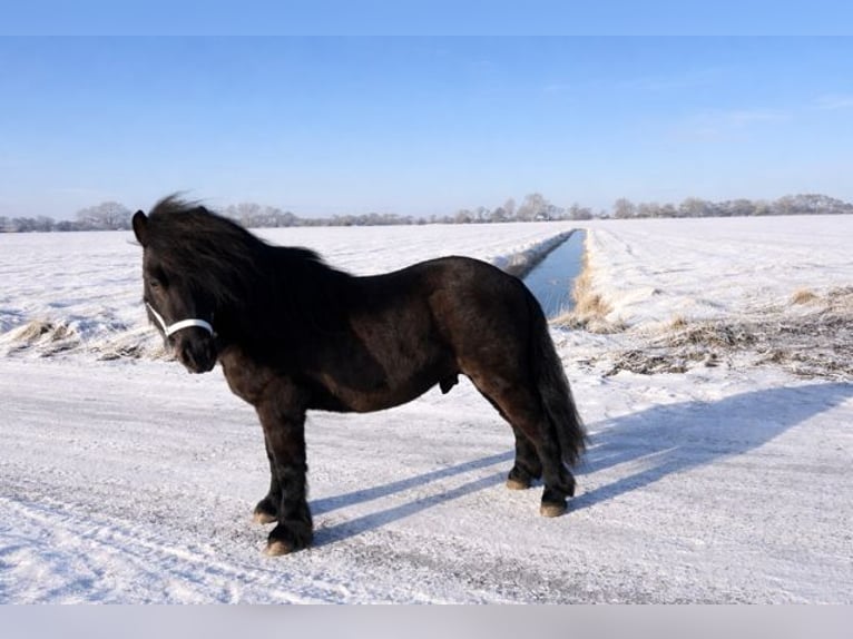 Poneys Shetland Étalon Noir in Schraard