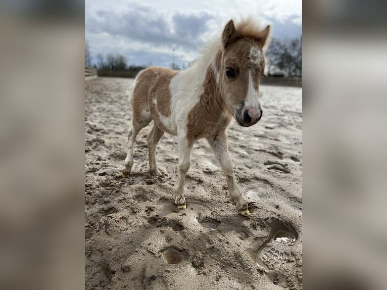 Poneys Shetland Étalon Palomino in Edewecht