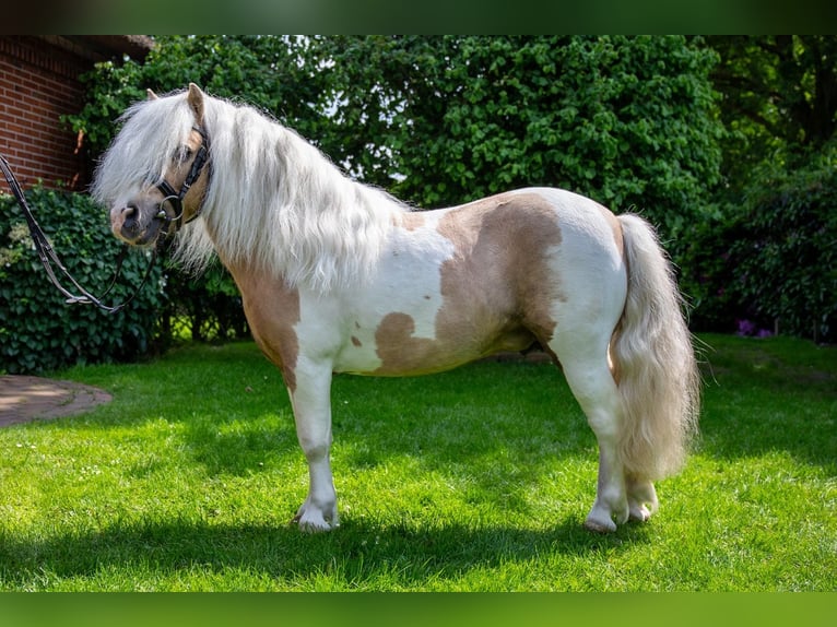 Poneys Shetland Étalon Palomino in Edewecht