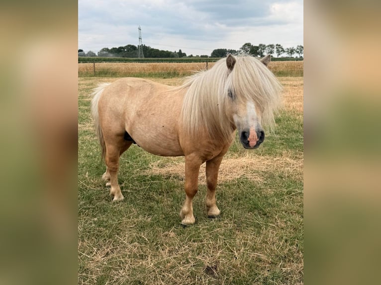 Poneys Shetland Étalon Palomino in Rotterdam