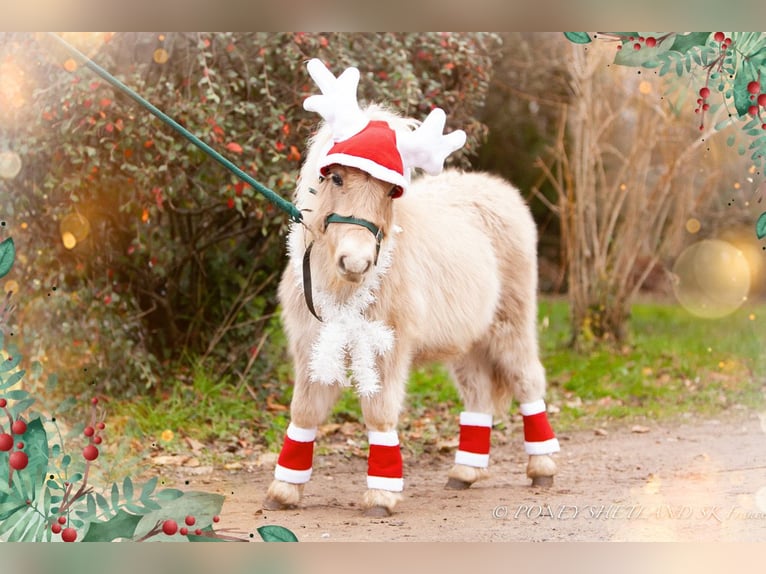 Poneys Shetland Étalon  100 cm Alezan in La Vespière-Friardel