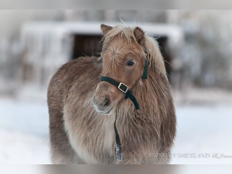 Poneys Shetland Étalon  100 cm Alezan in La Vespière-Friardel