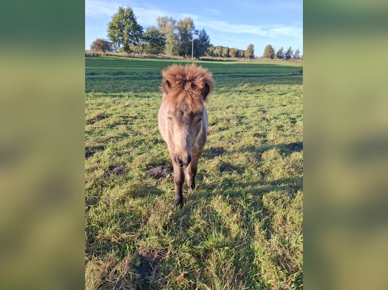 Poneys Shetland Étalon Poulain (04/2026) 100 cm Bai clair in Zemitz