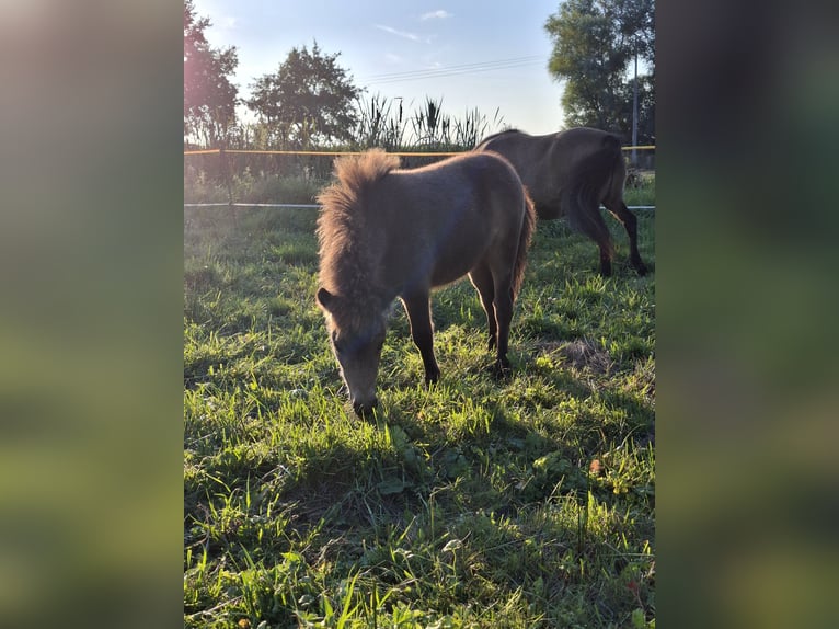 Poneys Shetland Étalon Poulain (04/2026) 100 cm Bai clair in Zemitz