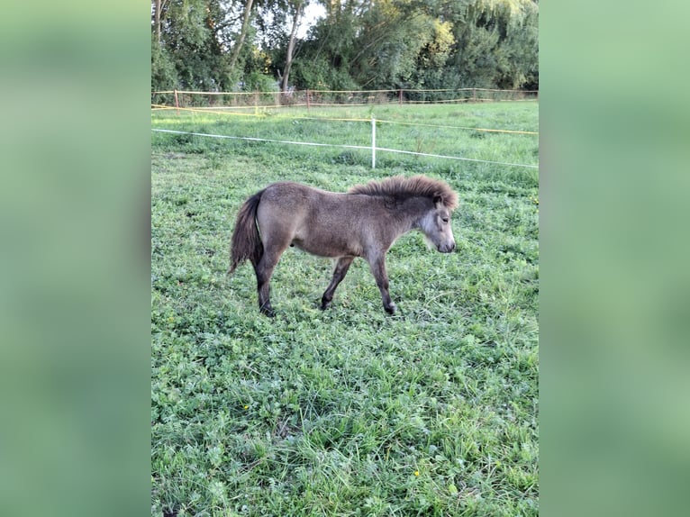 Poneys Shetland Étalon Poulain (04/2026) 100 cm Bai clair in Zemitz