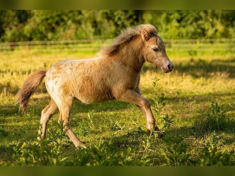 Poneys Shetland Étalon Poulain (04/2026) 100 cm Champagne in Groß Molzahn