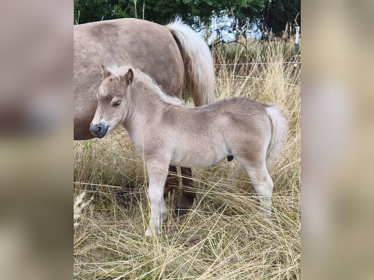 Poneys Shetland Étalon Poulain (06/2026) 100 cm Grullo in Naundorf