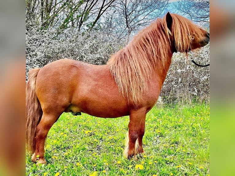 Poneys Shetland Étalon Poulain (06/2025) 100 cm Noir in Gro&#xDF; Wokern