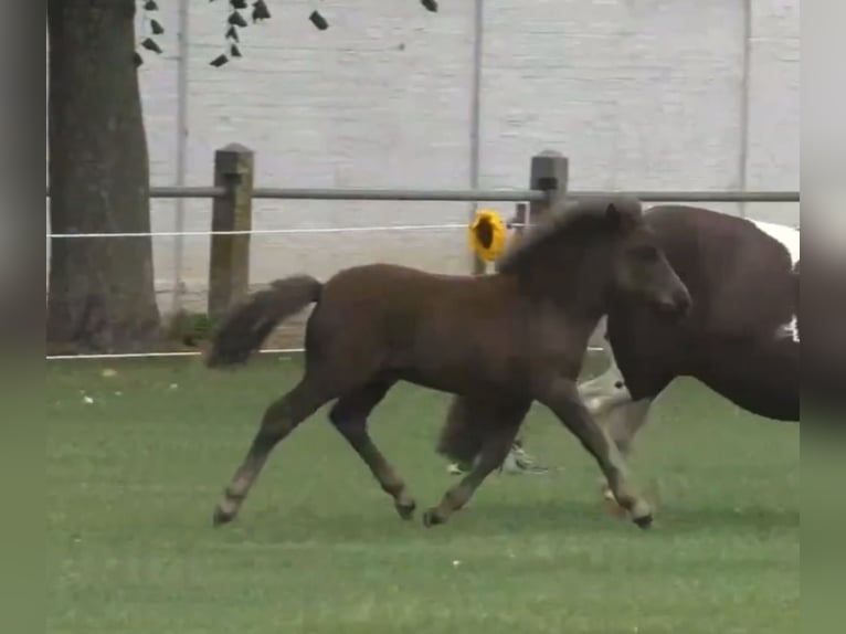 Poneys Shetland Étalon Poulain (06/2025) 100 cm Noir in Gro&#xDF; Wokern