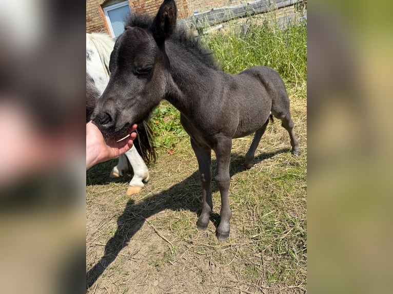 Poneys Shetland Étalon Poulain (06/2025) 100 cm Noir in Gro&#xDF; Wokern